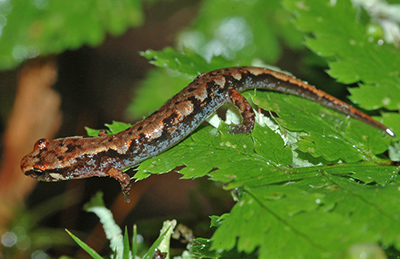 Northern Pygmy Salamander